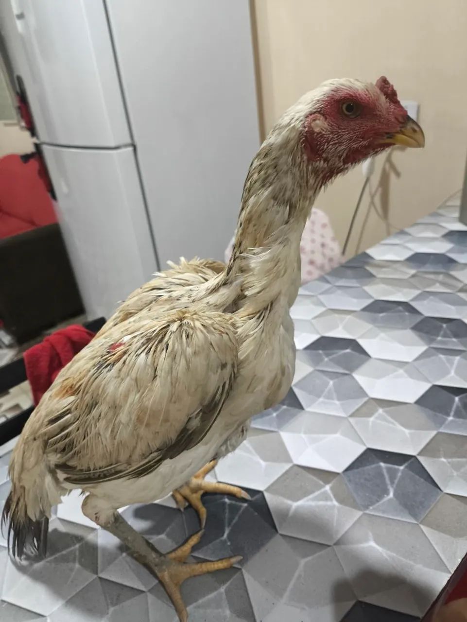 Galinha carioca  - Foto 3