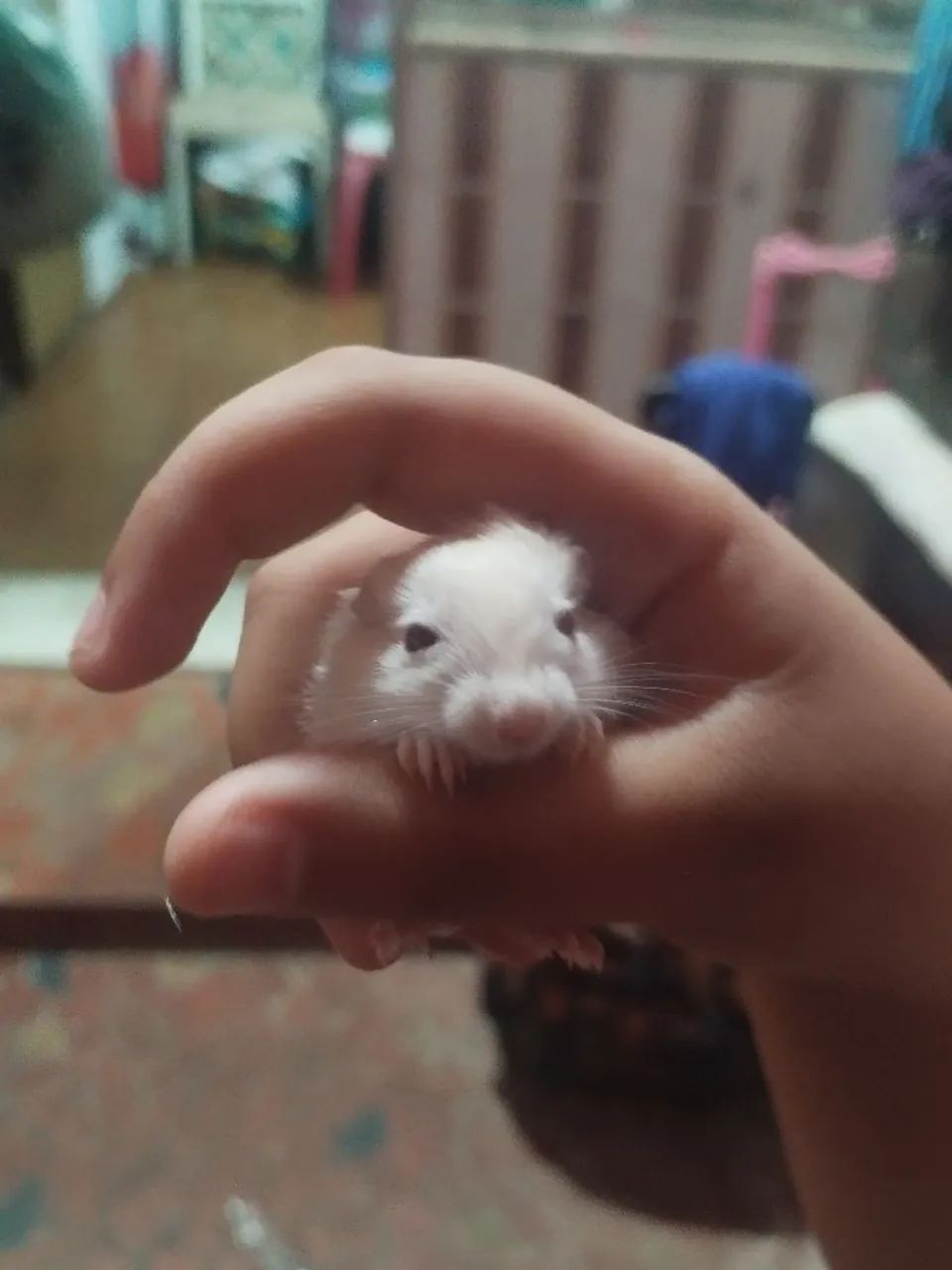 Gerbil Esquilo da Mongólia hamster pet roedores machos, fêmeas e casais adultos e filhotes