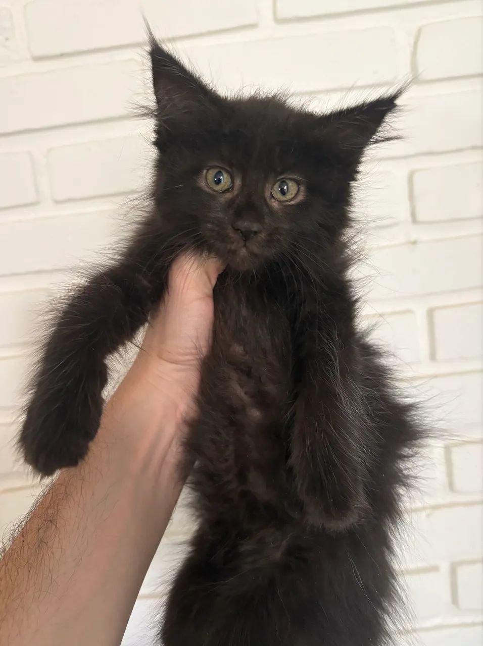 Gato Maine Coon filhotes machos e fêmeas para reserva e pronta entrega FOTOS REAIS - Foto 2