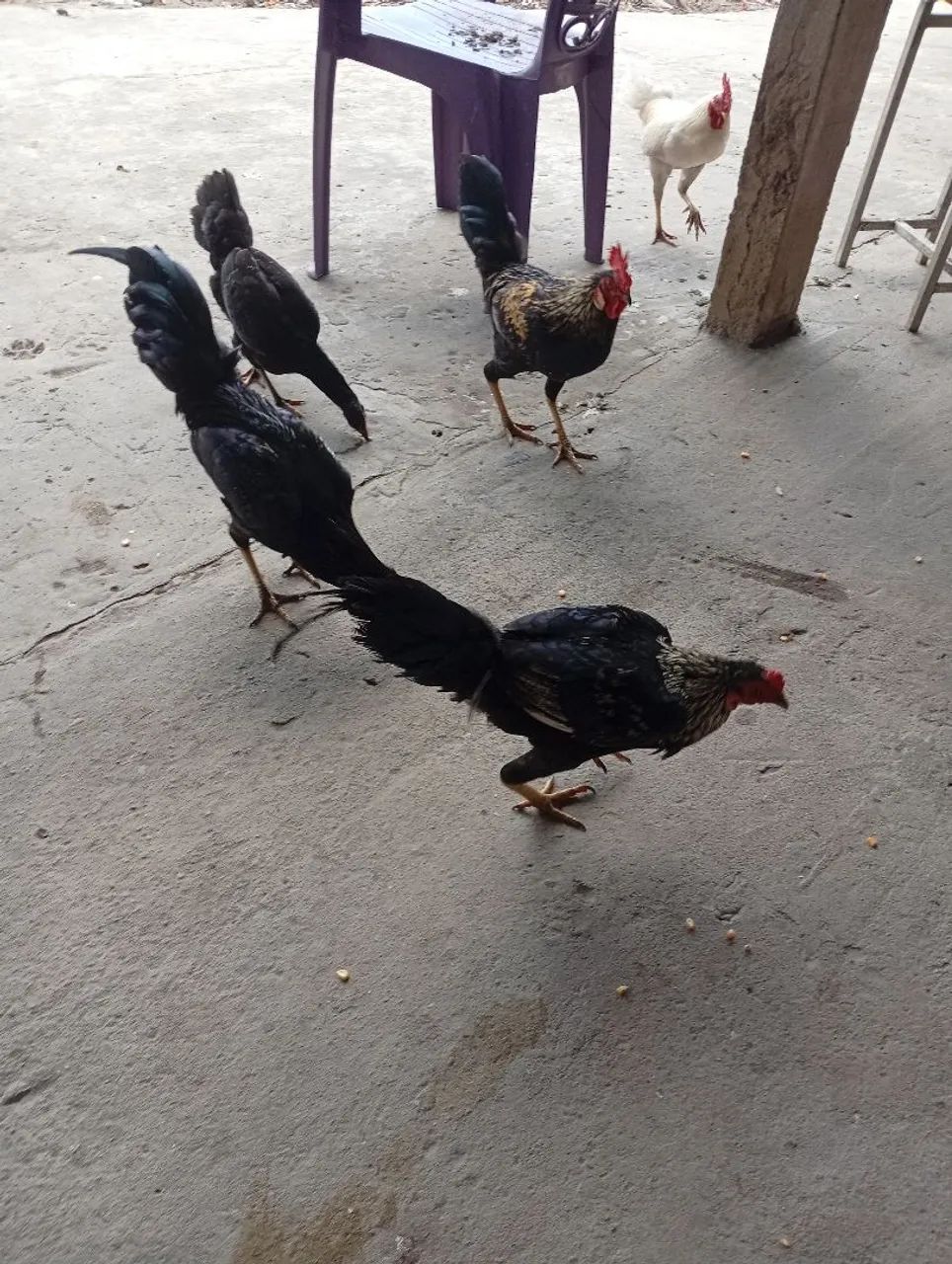 Frango  - Foto 2