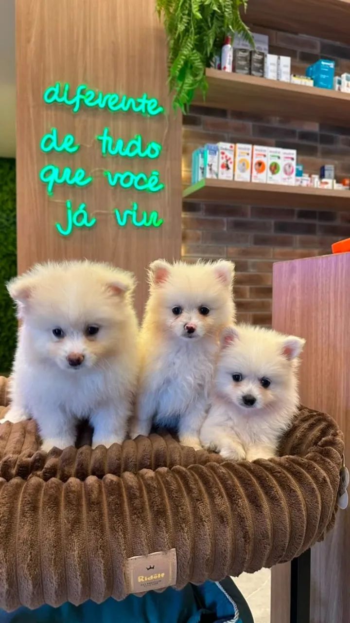 Spitz alemão