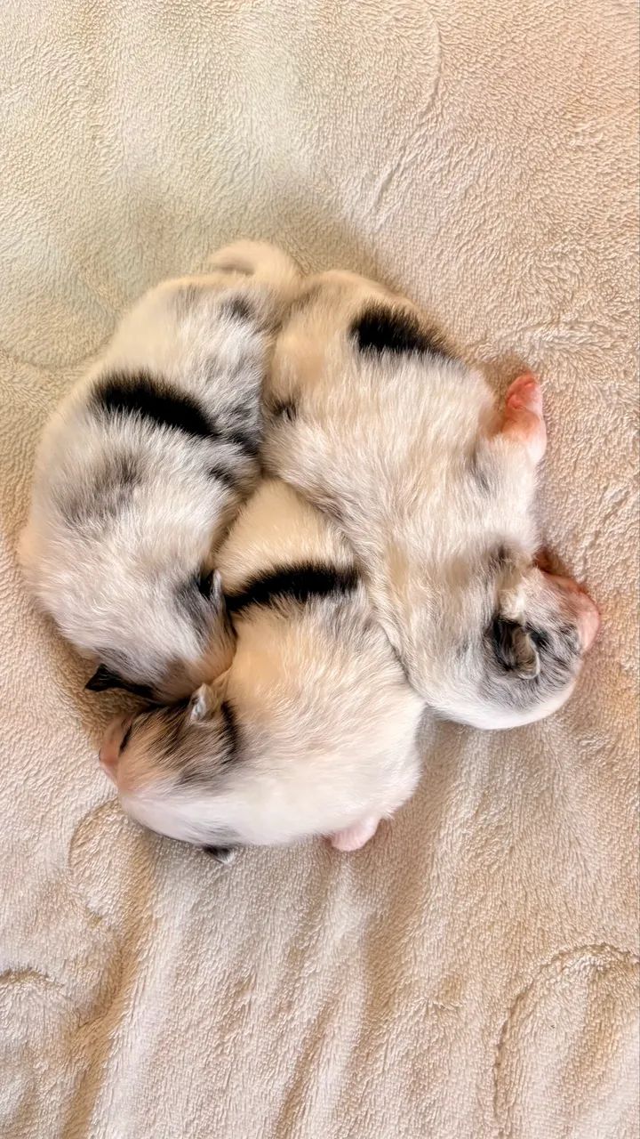 Spitz alemão  - Foto 2