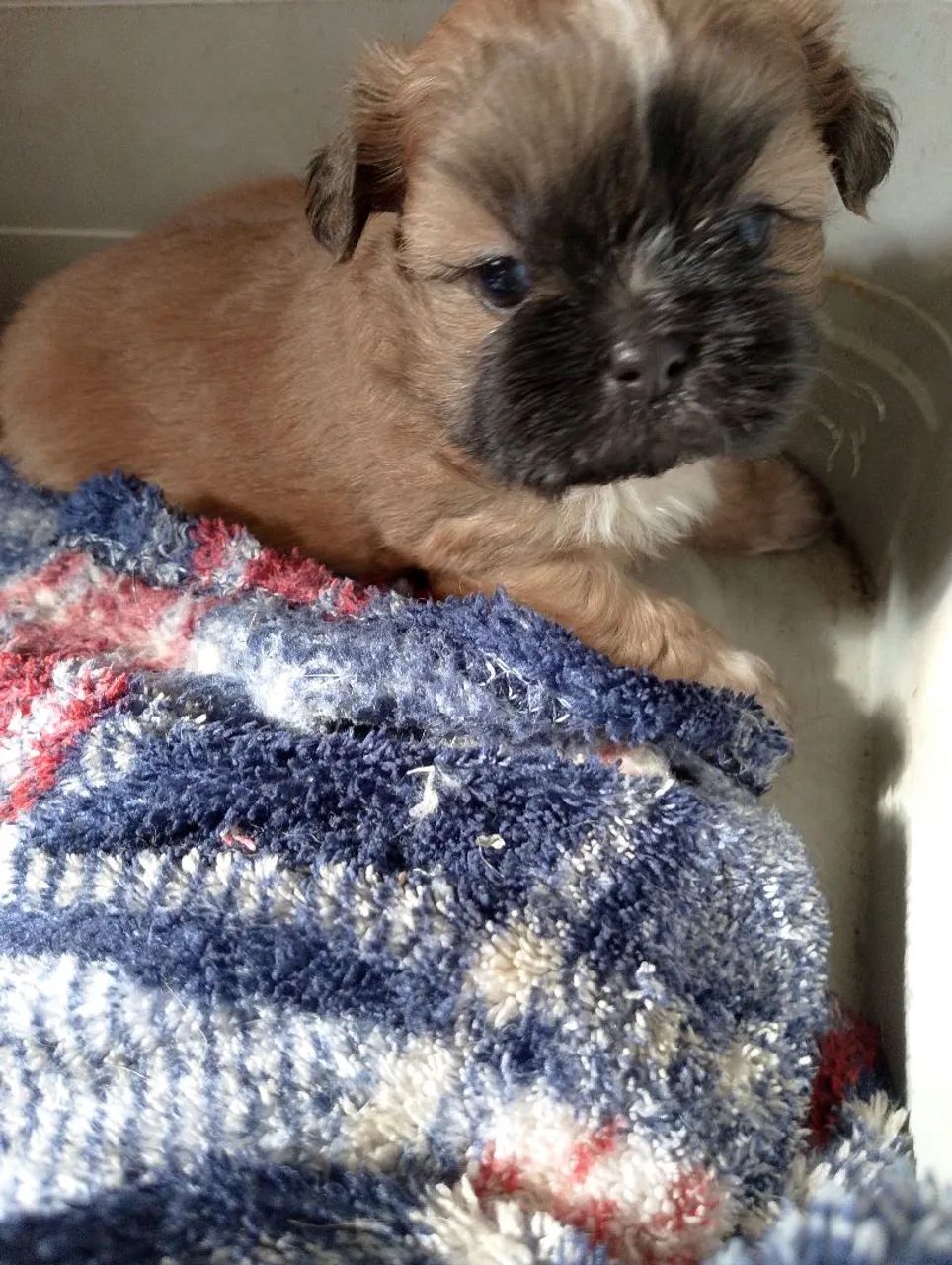 shih tzu - Foto 4