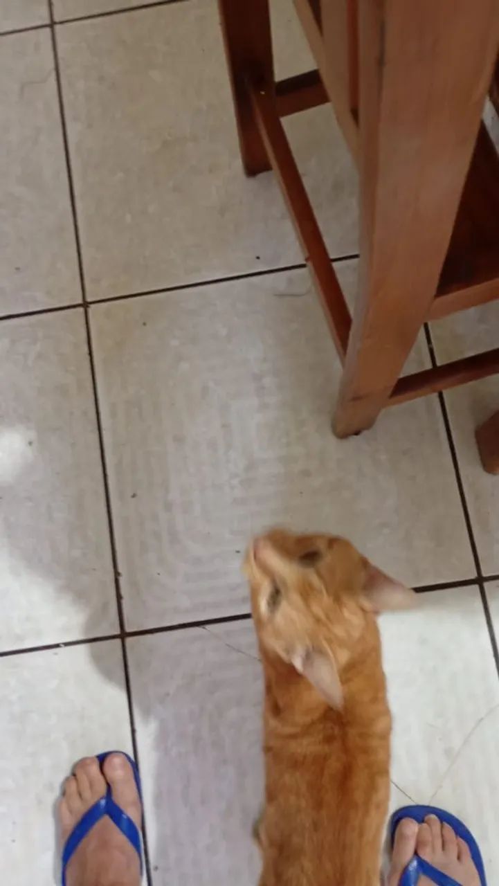 Adote seu pet e faça ele feliz  - Foto 4
