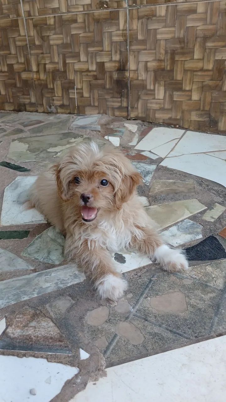 Vendo cachorro shitzul com poodle