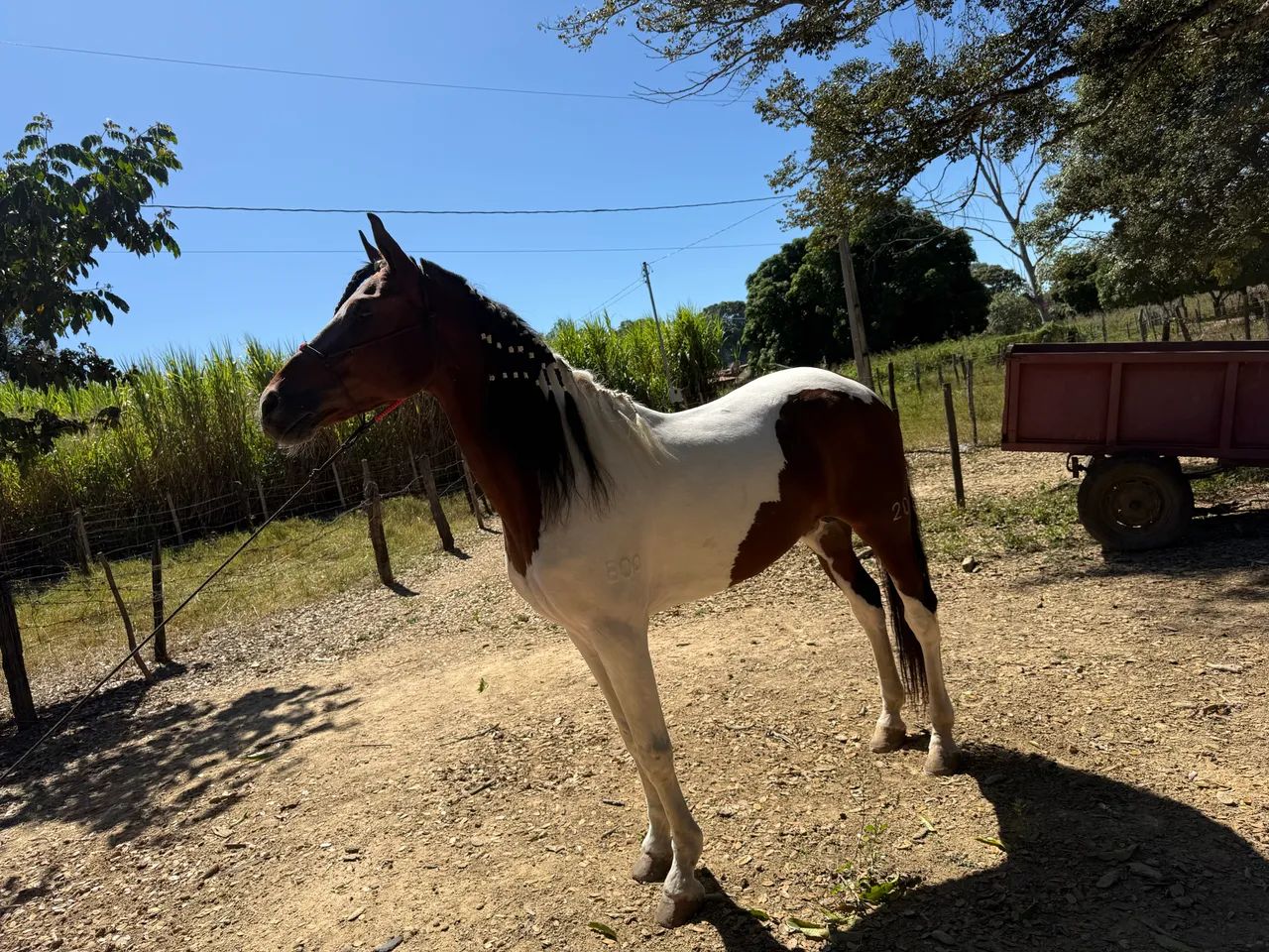 Garanhão 