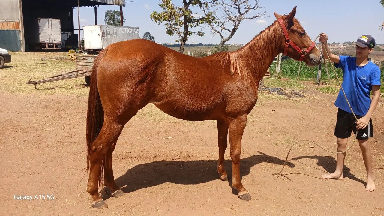Potra quarto de milha 