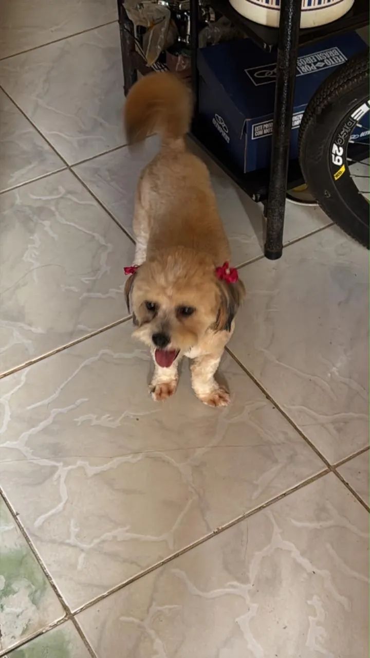 Cachorra shih tzu