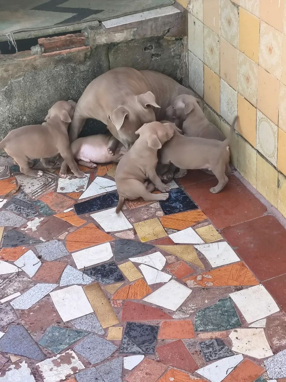 American Bully  - Foto 3