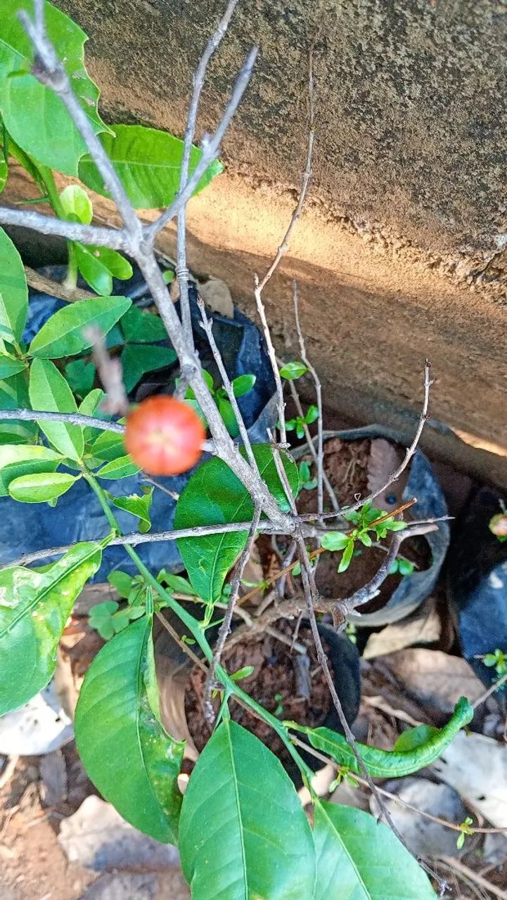 Mudas de plantas frutíferas  - Foto 3
