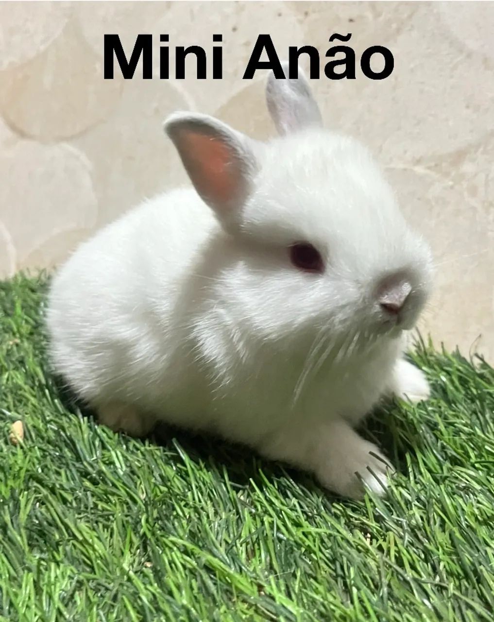 Mini Lion e mini anão  - Foto 2