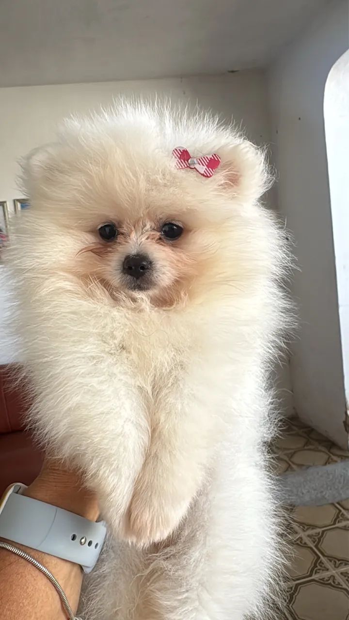 Vendo menina spitz alemão  - Foto 3