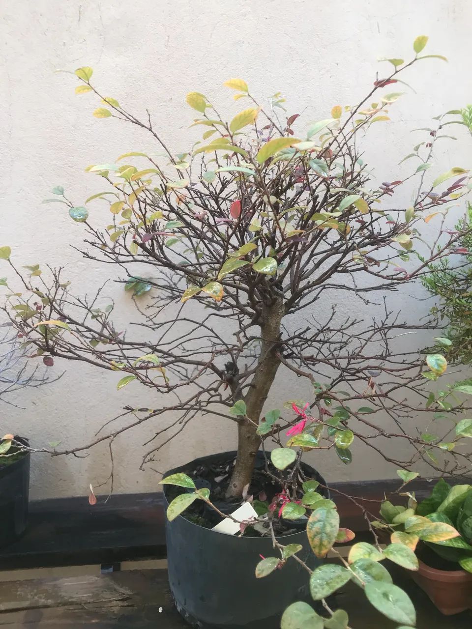 Bonsai loropetalum rubrum 