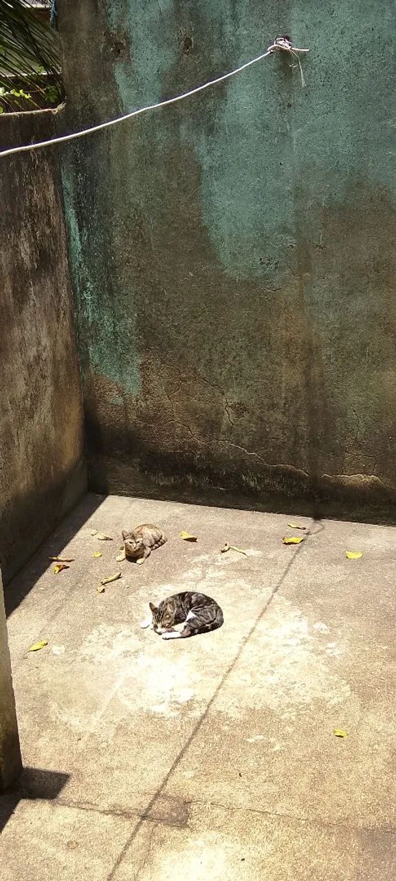  Doação Gato - Foto 4
