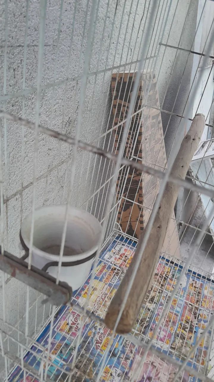 Viveiro Gaiola Grande Papagaio Ring Nek - Foto 2