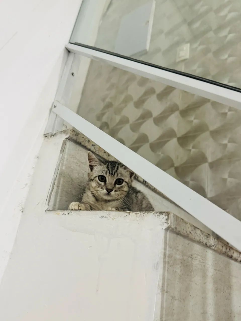 Gato macho doação  - Foto 4