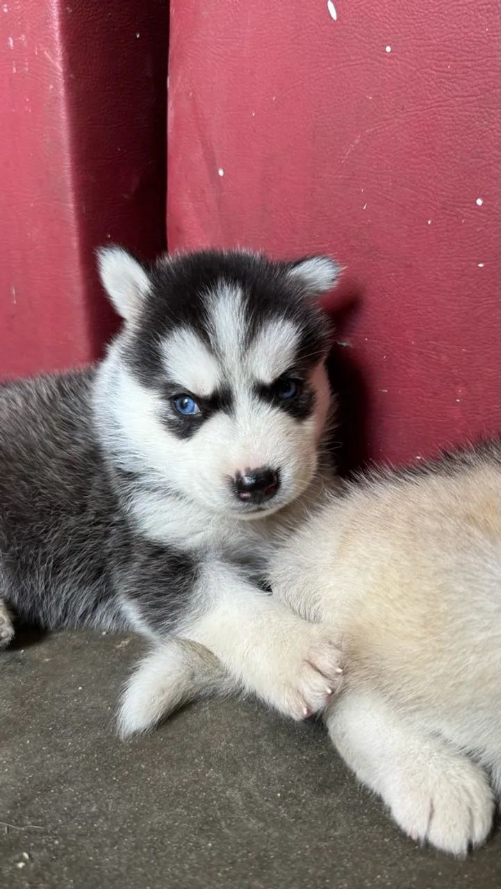 Husky siberiano 