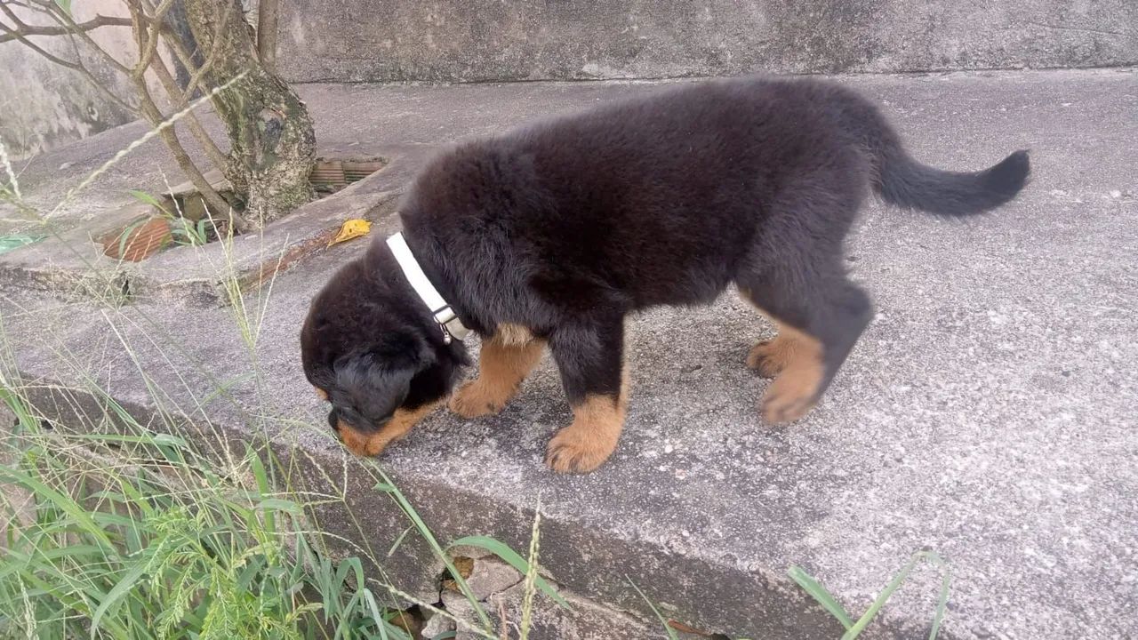 Lindos bbs de rottweiler  - Foto 2