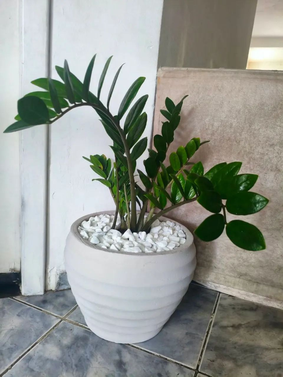 Zamiocuca completa 