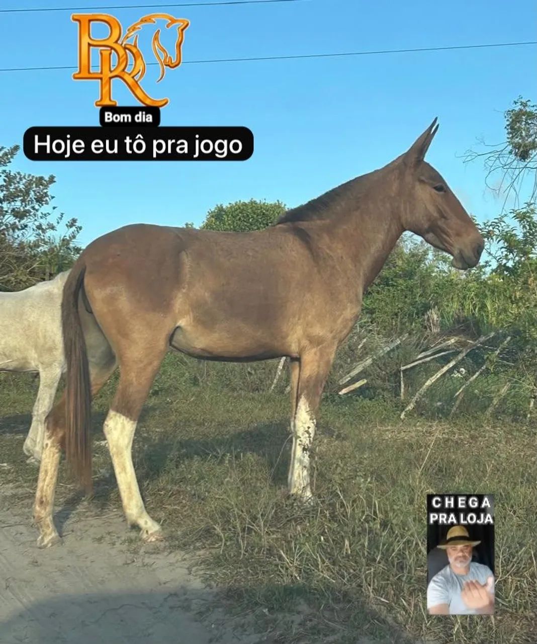 Mula - Foto 2