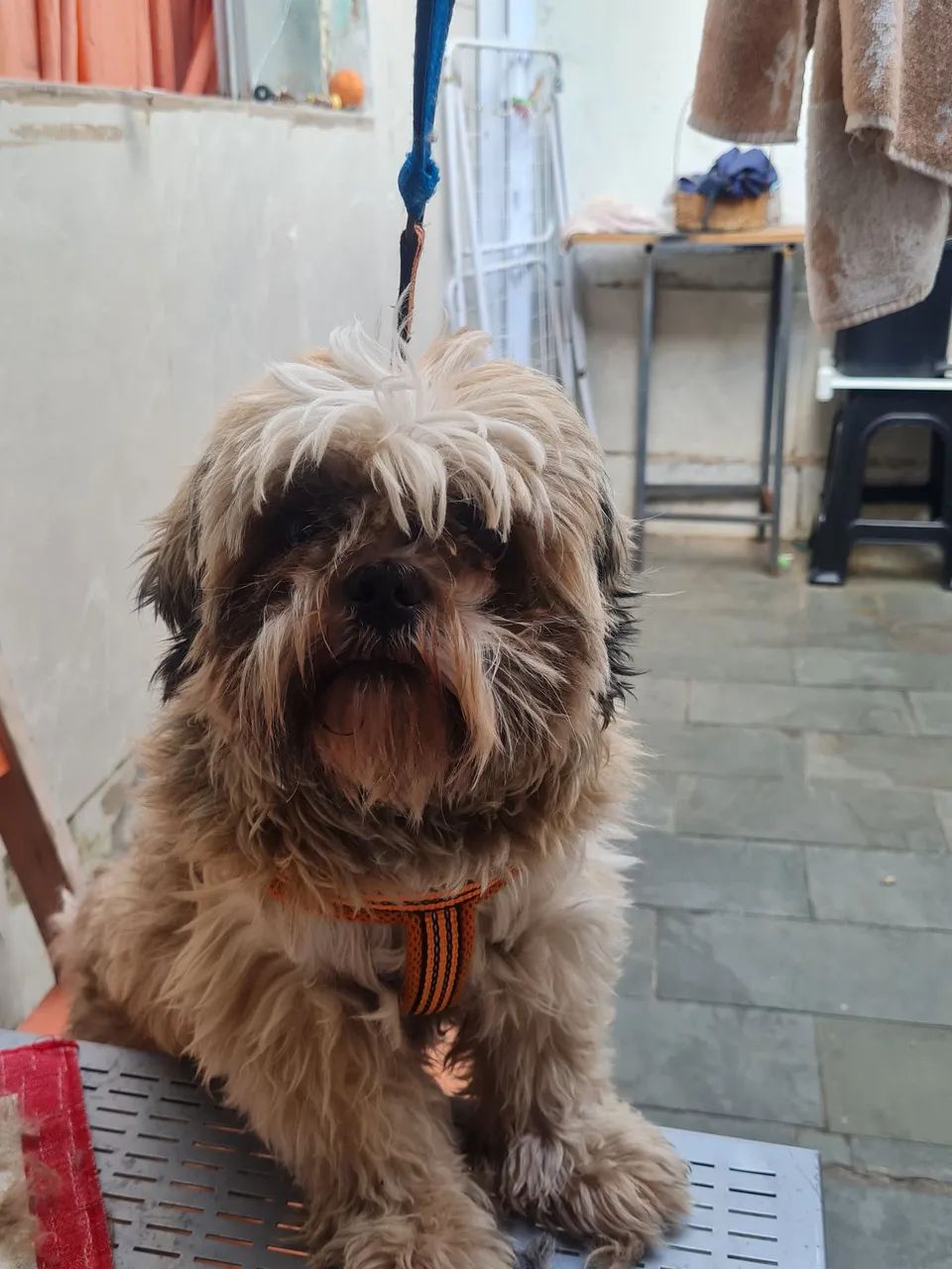Cachorro shitizu  - Foto 2