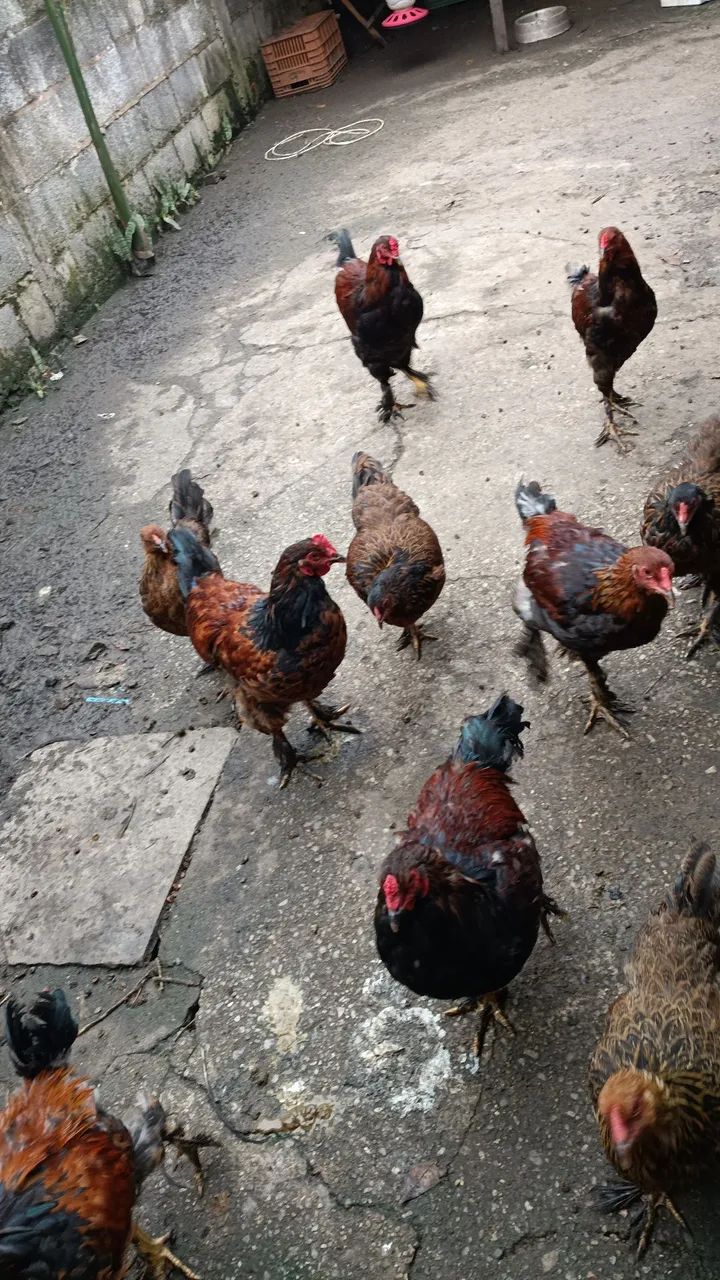 Frangos Brama  - Foto 2