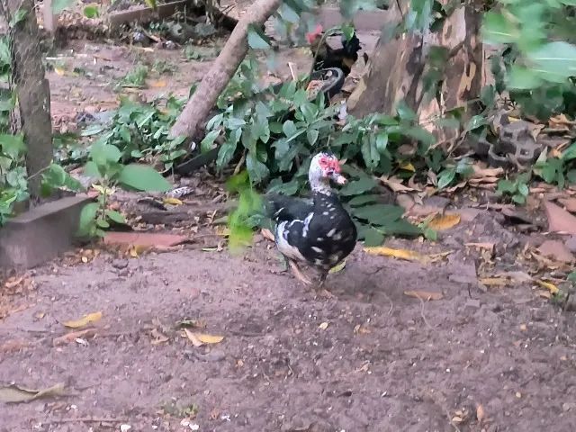 Pato - Foto 3