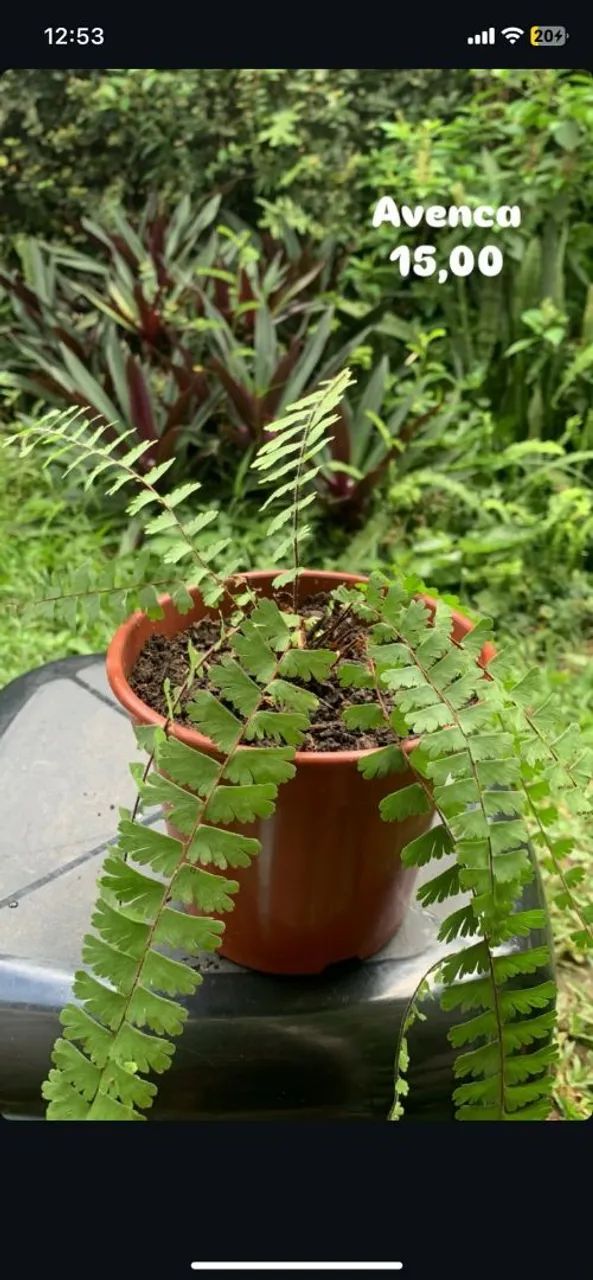 Planta - Foto 2
