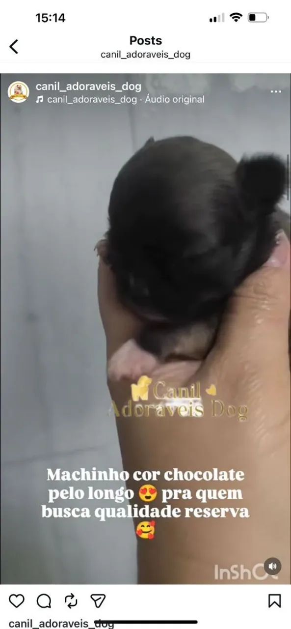 Raça chihuahua  - Foto 2