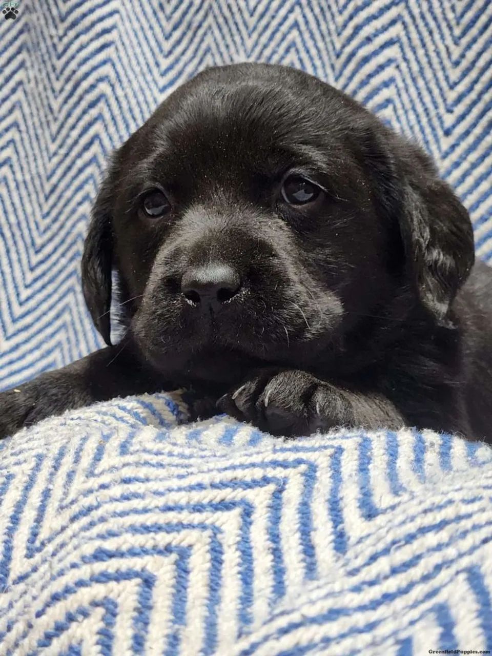 Labrador ? Pronta entrega,chama agora 