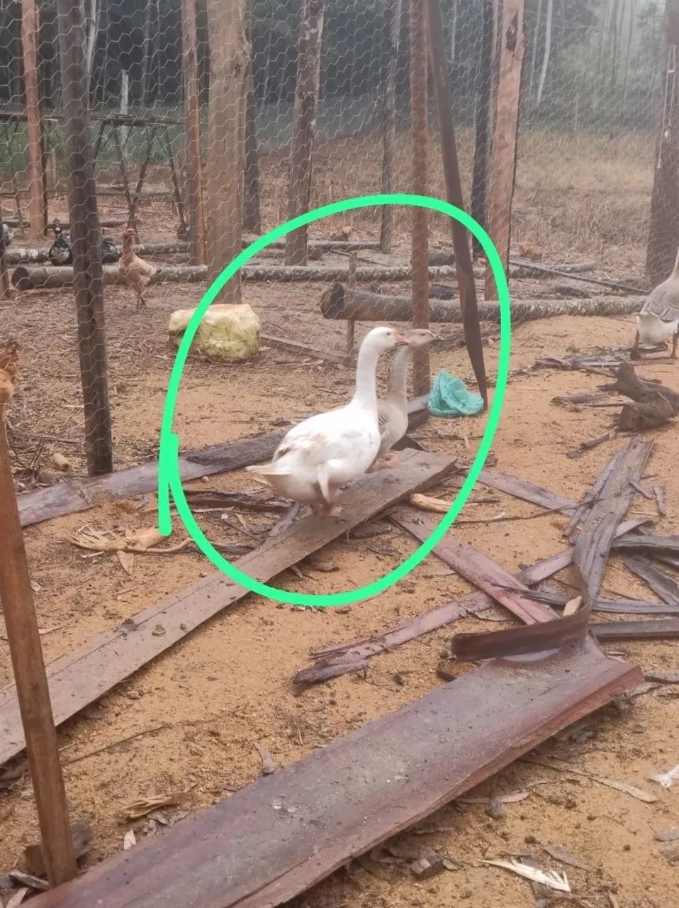 Casal de ganso 