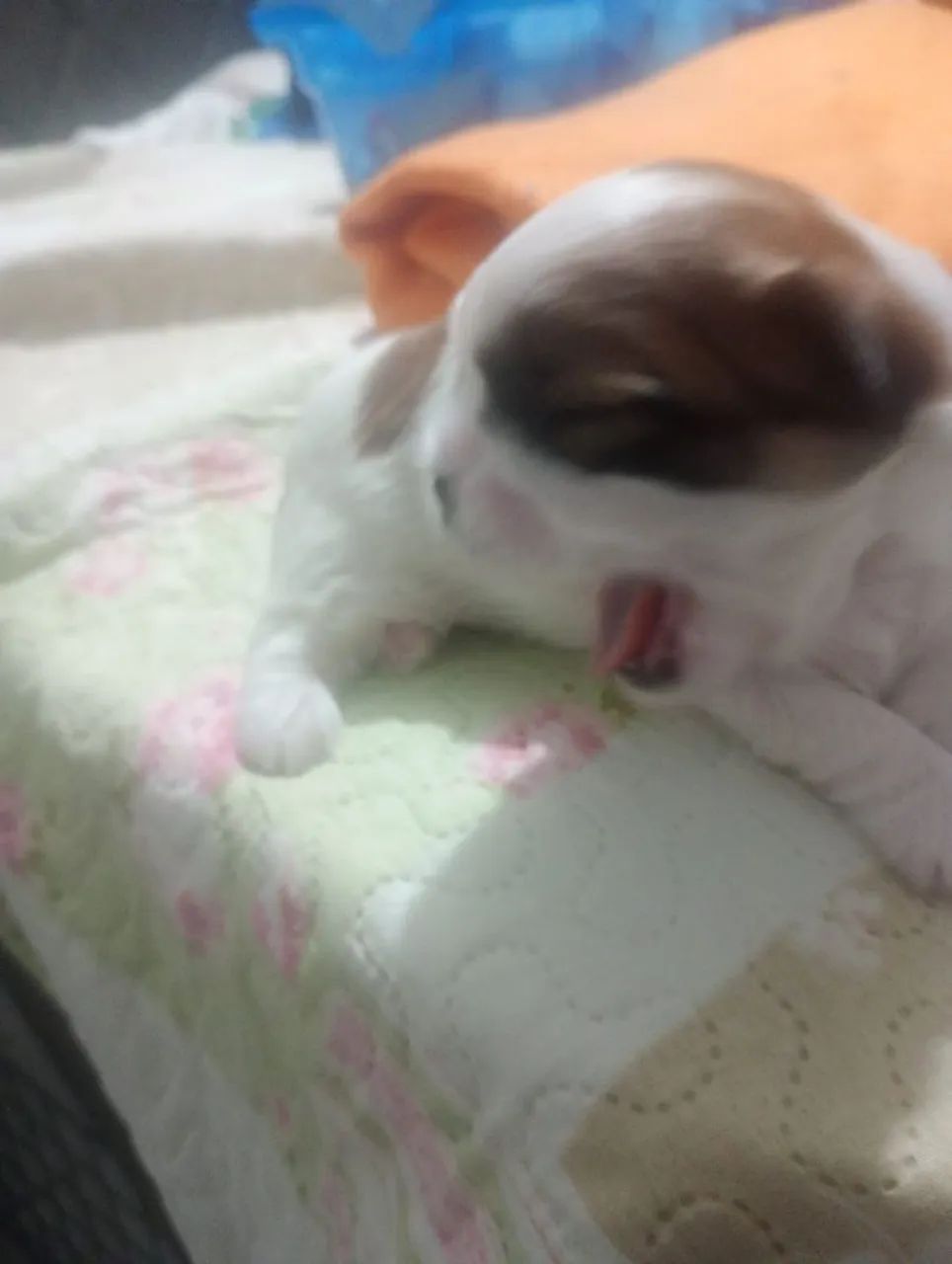 Shis-tzu  - Foto 2