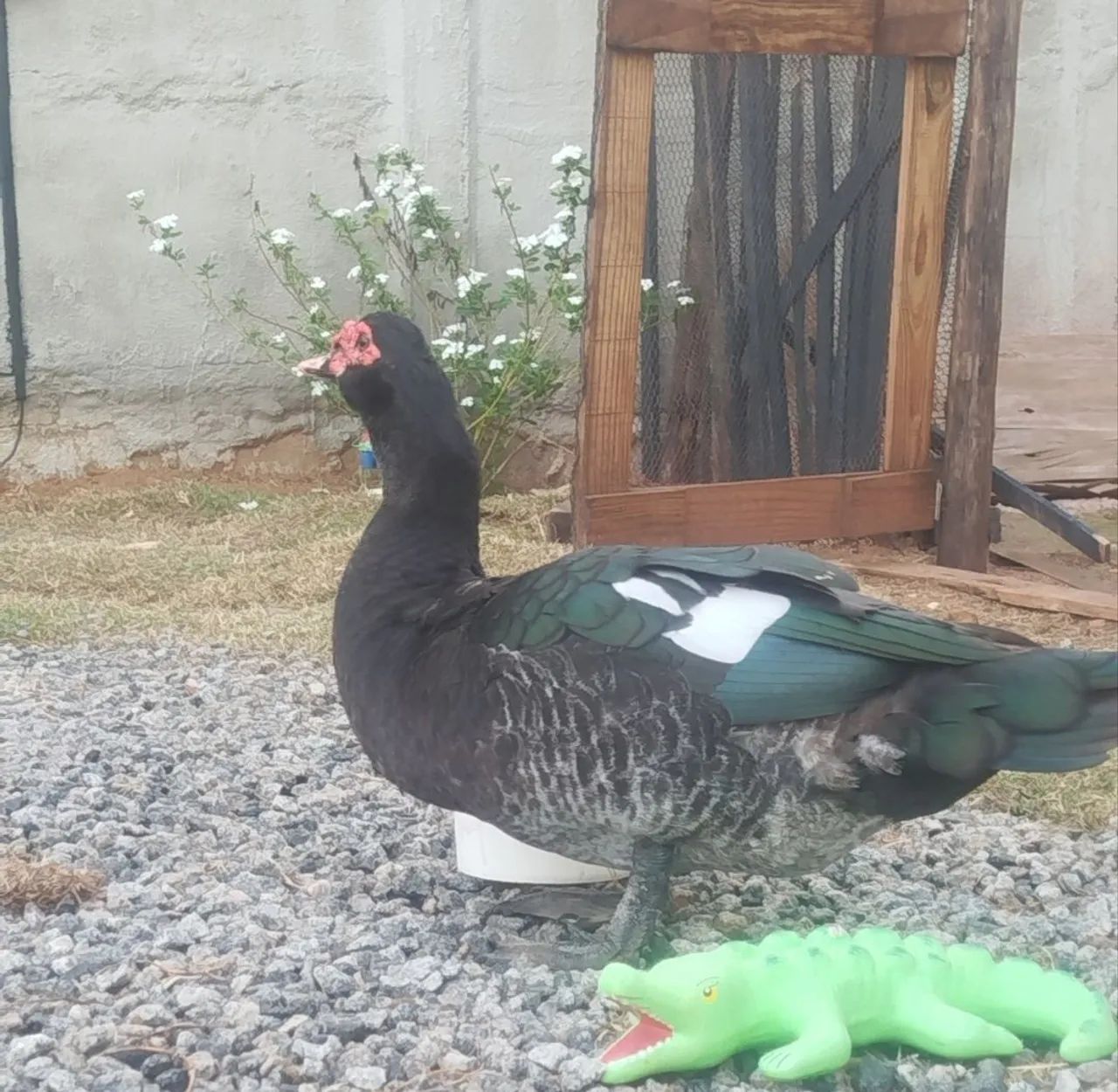 Vendo Pato - Foto 2