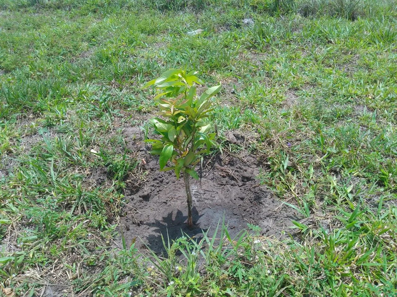 Terreno próx Rei das Coxinhas PB - Foto 4