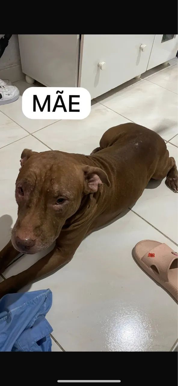 filhotes de pitbull - Foto 5