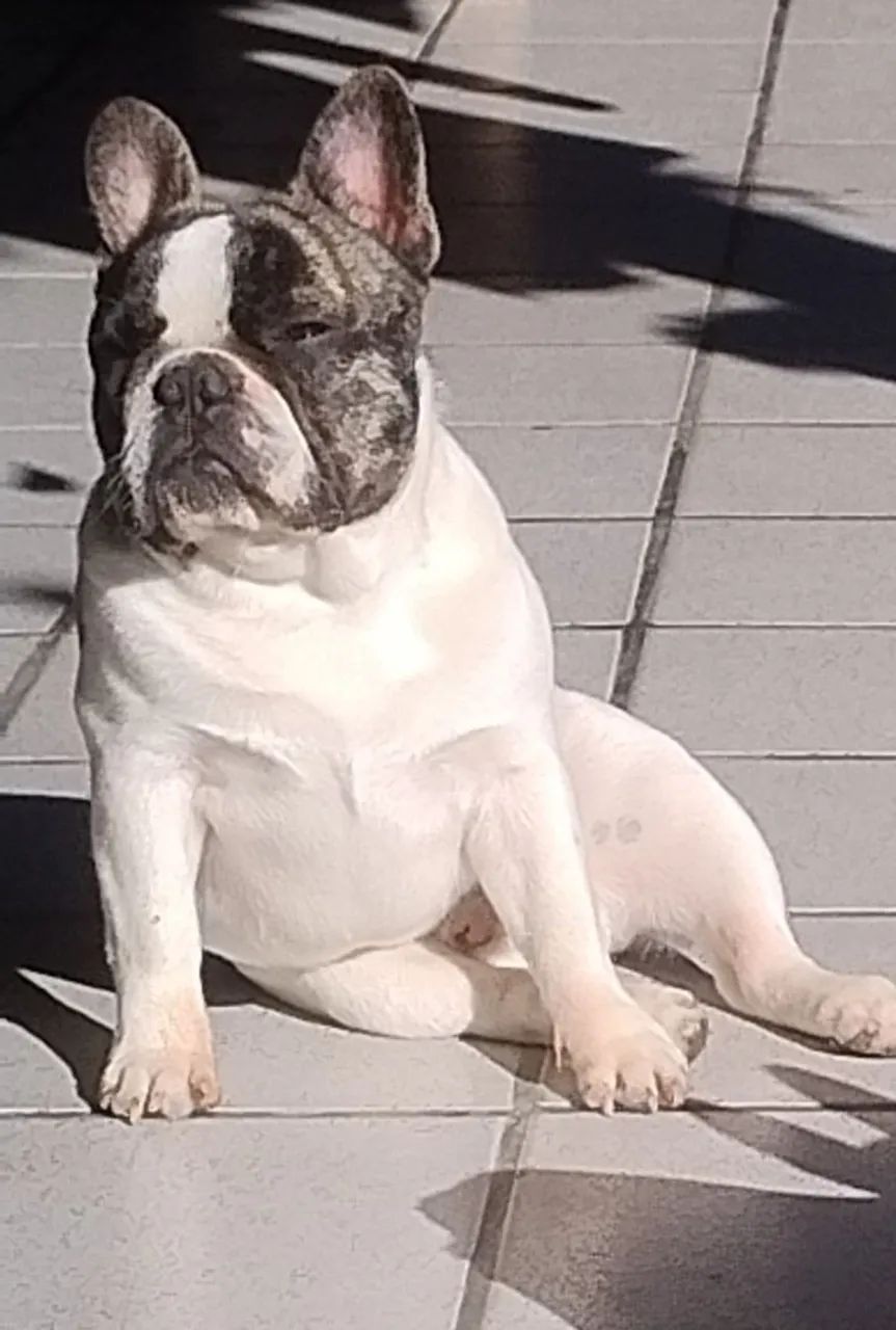 Bulldog Francês  - Foto 2