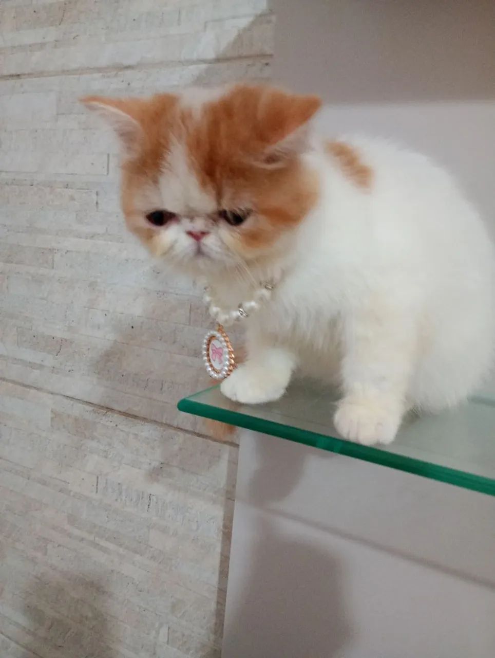 Gatinha persa  - Foto 4