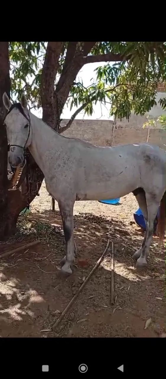 Vendo cavalo  - Foto 3