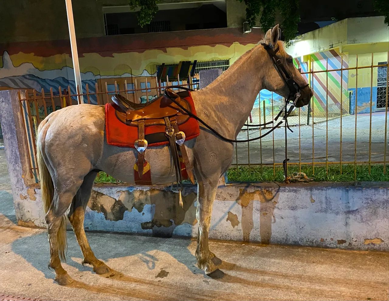 Cavalo Mangalarga Marchador