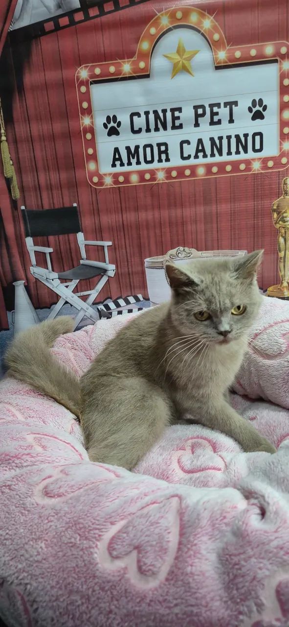 British shorthair Lilac - Foto 2
