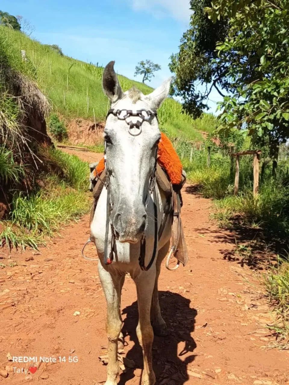 Vendo cavalo 