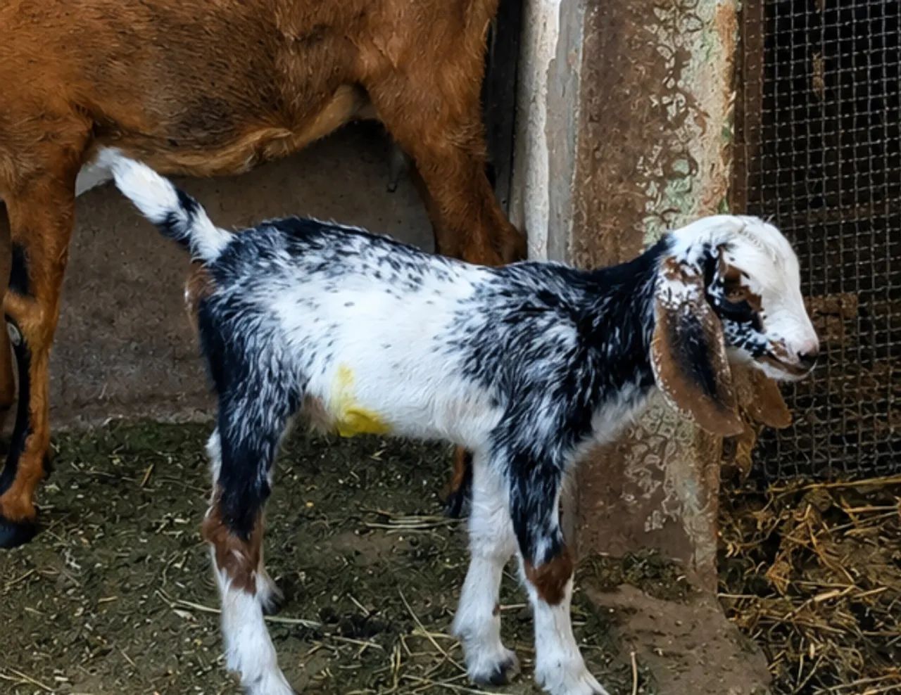 Cabrita Nambi  - Foto 3