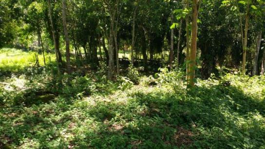 Ótimo sítio em Vale das Pedrinhas - Guapimirim RJ - Foto 2