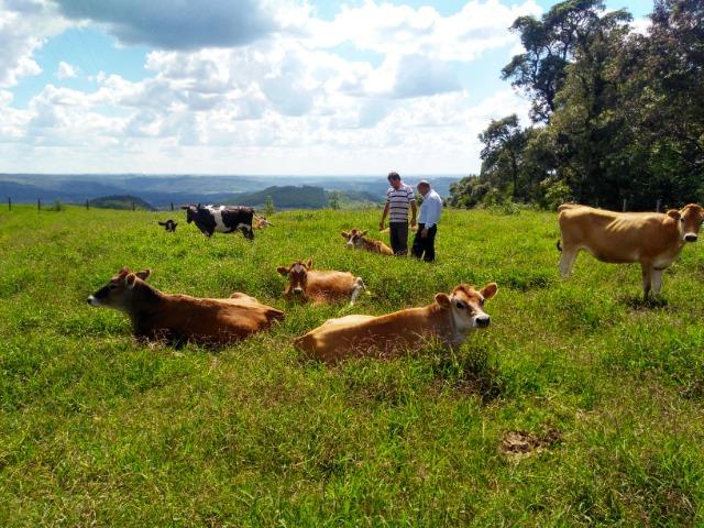 Chácara de 16 Alqueires ( Porteira Fechada ) R$ 3.350.000,00 Jordão ( Guarapuava PR ) - Foto 3