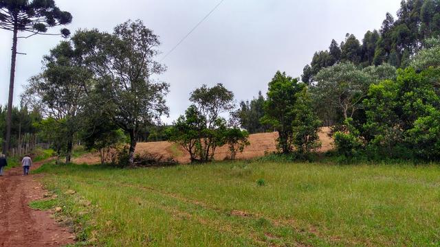 Chácara de 7.5 Alqueires . 1 Alq Mecanizado + 4 mil Pé de Eucalipto ( Jordão ) Guarapuava - Foto 17