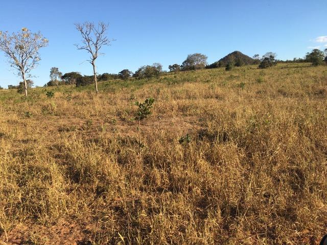 217 hectares, com 150 hectares aberto 32 km de Dom Aquino -MT - Foto 16