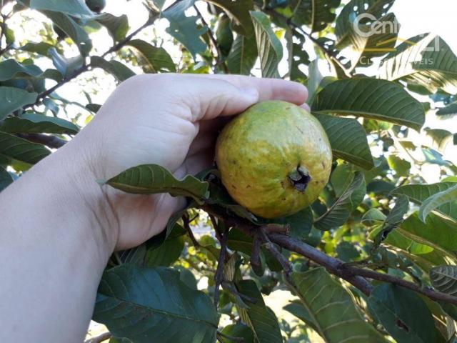 Chácara rural à venda, limoeiro, londrina. - Foto 6
