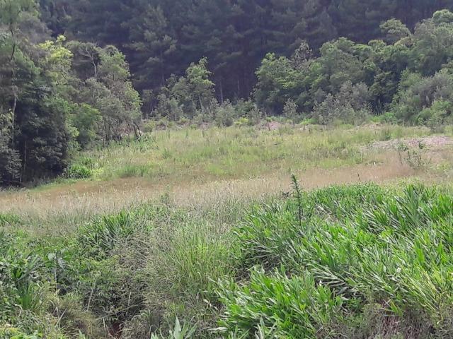 Chácara em Campo Largo bairro Itambezinho - Foto 3