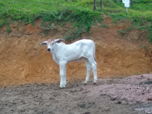 Tourinho Brahman PO - Foto 2