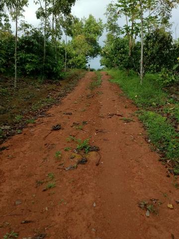 Fazendinha em Nilo Peçanha * - Foto 4